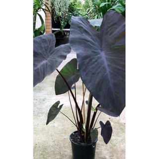 Colocasia Black Magic / magic var.