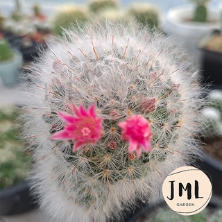 JML แมมขนแมว ( Mammillaria Bocasana ) แคคตัสขนฟู ในกระถาง 2 นิ้ว