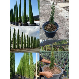 สนดินสอเขียว Italian Cypress, Pencil Pine สั่งไม่เกิน2ต้นต่อ1ออเดอร์