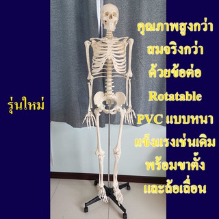 โครงกระดูกจำลอง ขนาดเท่าจริง สูง 178 ซม. แบบกระดูกอ่อนขาว รุ่น PVC แข็งแรงพิเศษ