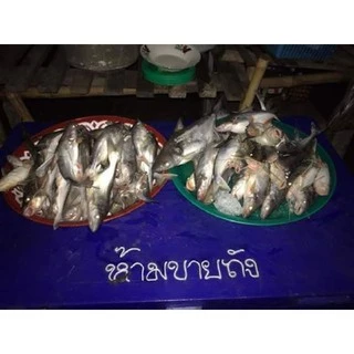 เหยื่อหมัก สูตรเข้มข้น เหยื่อ เหยื่อตกปลากดแปดหนวดโลโก้เขียว ปลาหนัง กินดี รีวิวเพียบ เหยื่อ เหยื่อปลากด