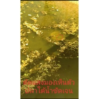แว่นยิงปลา เลนส์ตัดแสงมองเห็นปลาชัดมาก🐟🐟🐟