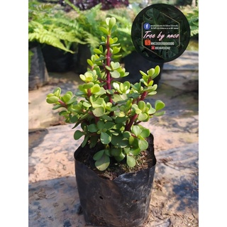 ต้นคลาสซูล่า( Crassula Ovata หรือ Jade Plant)