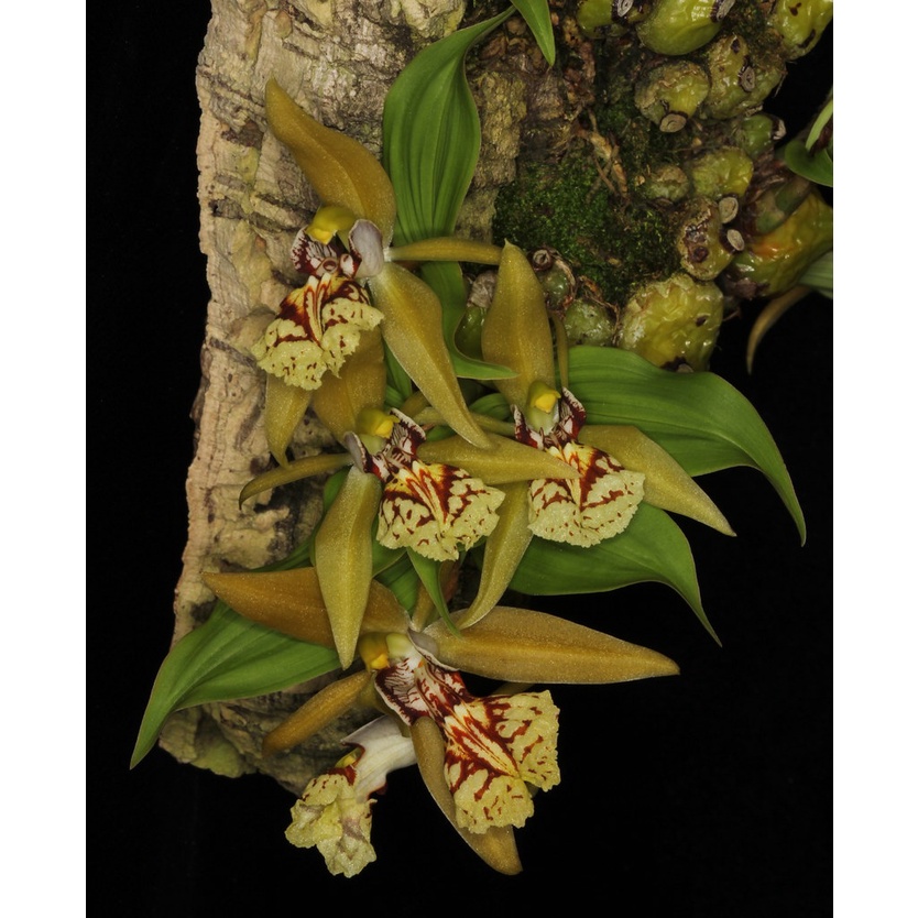 เอื้องเทียนใบบาง Coelogyne schilleriana 1 Plant กล้วยไม้เอื้องเทียนปากลาย 1 ต้น เอื้องเทียน