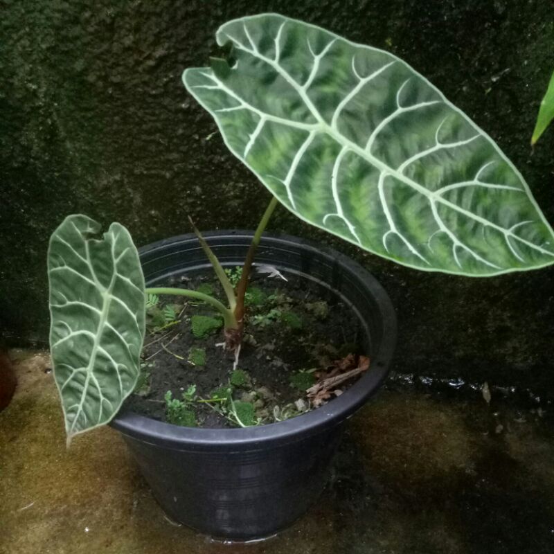 ต้น อโลคาเซีย วอทโซเนียน่า Alocasia watsoniana