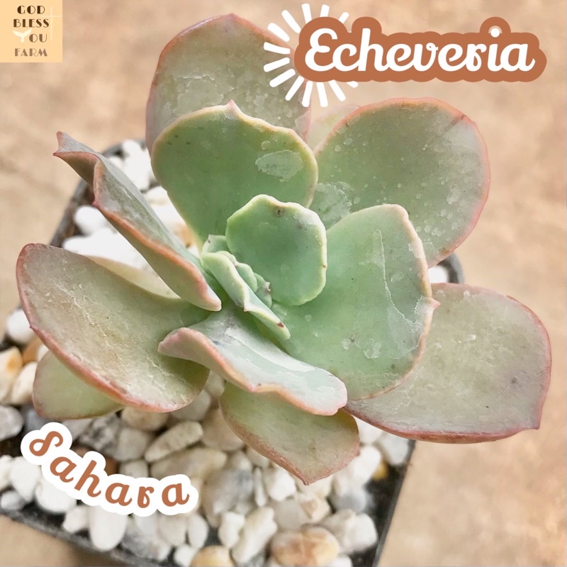 [กุหลาบหินซาฮาร่า] Echeveria Sahara ส่งพร้อมกระถาง แคคตัส Cactus Succulent Haworthia Euphorbia ไม้หายาก พืชอวบน้ำ
