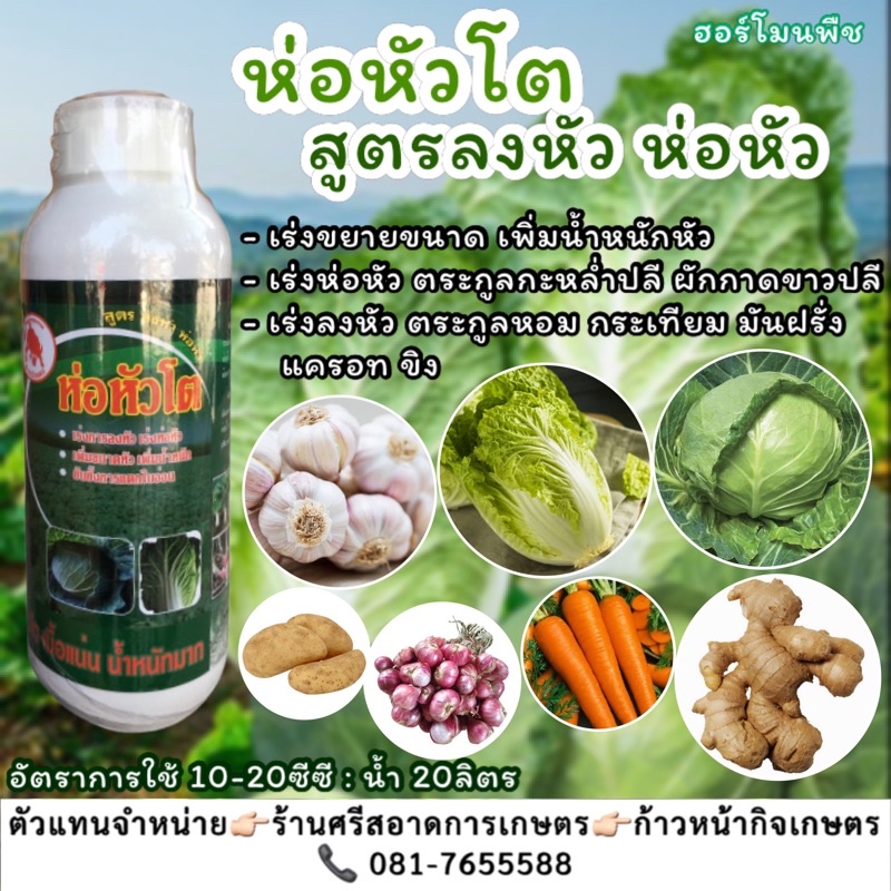 ห่อหัวโต(1ลิตร)ฮอร์โมนเร่งการลงหัว เร่งห่อหัว เพิ่มขนาดหัว น้ำหนัก