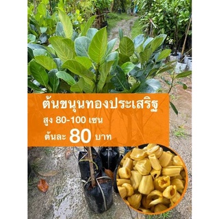 ต้นขนุนทองประเสริฐ ต้นละ 80 บาท (ชุด 10 ต้น)