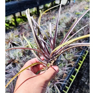 Tillandsia Domingensis สับปะรดสี ทิลแลนเซีย