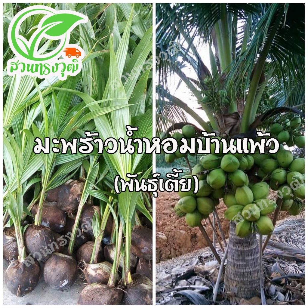 มะพร้าวน้ำหอมบ้านแพ้วพันธุ์เตี้ย แท้ %