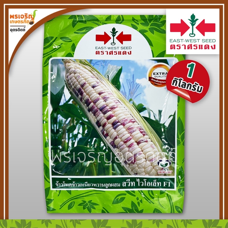 เมล็ดพันธุ์ ข้าวโพดข้าวเหนียวหวาน สวีทไวโอเล็ท F1 (1 กิโลกรัม) เมล็ดข้าวโพดขาวม่วงศรแดง เมล็ดพันธุ์ผักสวนครัว ตราศรแดง