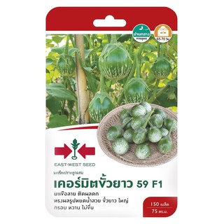 มะเขือเปราะลูกผสม F1 เคอร์มิตขั้วยาว 59 ศรแดง HYBRID THAI EGGPLANT SEED F1 SORNDAENG KERMIT 59