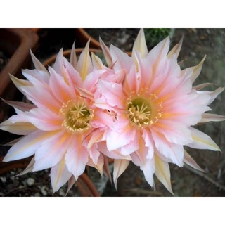 cactus หน่อเด็สดอิชินอปชิส ไม้นำเข้าจากเยอรมัน Echinopsis  danisa ขนาด 2.5 - 3ซม. ดอกสวยมาก