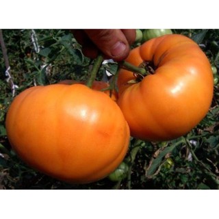 เมล็ด มะเขือเทศ อะมาน่า - Amana Orange Tomato