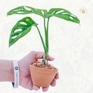 Monstera obliqua ‘Monkey Leaf’ พลูฉลุ ไม้ใบฟอกอากาศ ต้นไม้ ต้นไม้ฟอกอากาศ ต้นไม้ประดับ สวยงาม ตกแต่งบ้าน - easyplant