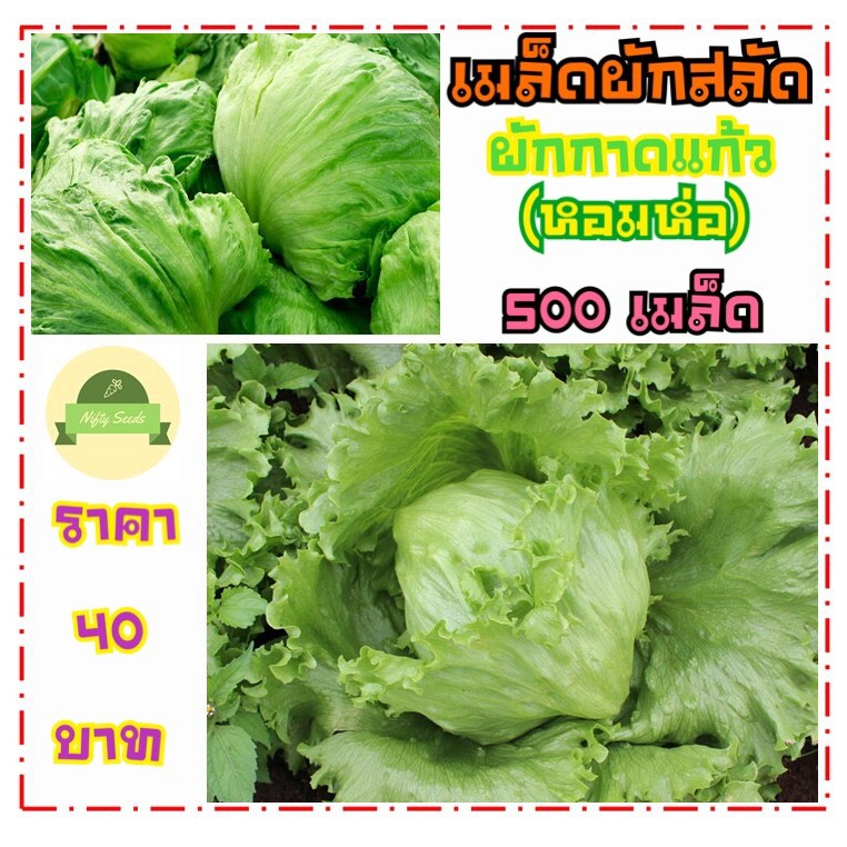 เมล็ดผักสลัดแก้ว 500 เมล็ด ผักกาดแก้ว ผักกาดหอมห่อ มีคู่มือในการปลูก