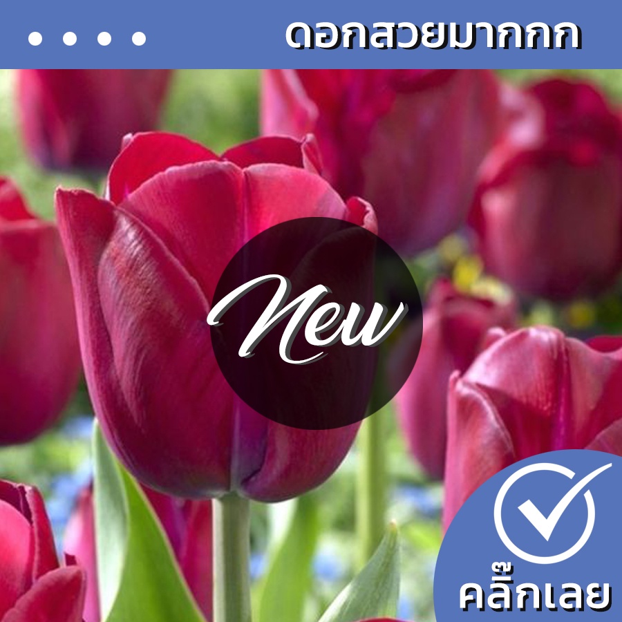 พร้อมส่ง หัวทิวลิป Attila Grafiti ดอกสีแดง Wanthai ขายหัวลิลลี่ ว่านสี่ทิศ ทิวลิป ต้นไม้ เมล็ด