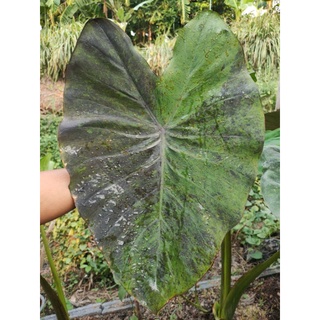 แบล็คเมจิกกลายColocasia Black Magic Var.