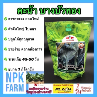 คะน้า บางบัวทอง 1 กิโลกรัม เมล็ดพันธุ์ คะน้ายอด ลอตใหม่ เมล็ดเคลือบ คัดพิเศษ ป้องกันแมลง ด้วงหมัดผัก ขายง่าย