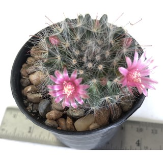 แคคตัส แมมมิลลาเลียขนแมว ( Mammillaria Bocasana )