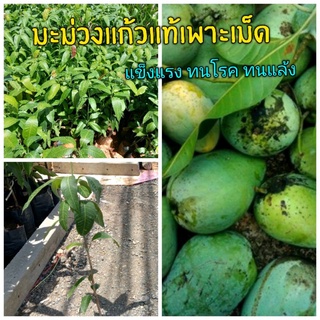 มะม่วงแก้วเพาะเม็ดพันธุ์แท้ แข็งแรงโตเร็ว ทนแล้งทนโรค