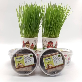 Wheat Grass ชุดปลูกข้าวสาลี สำหรับสัตว์เลี้ยง