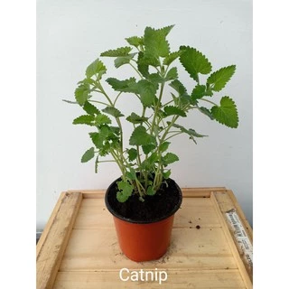 เมล็ด CATNIP และ เมล็ดสมุนไพรออร์แกนิค Herbs Seeds