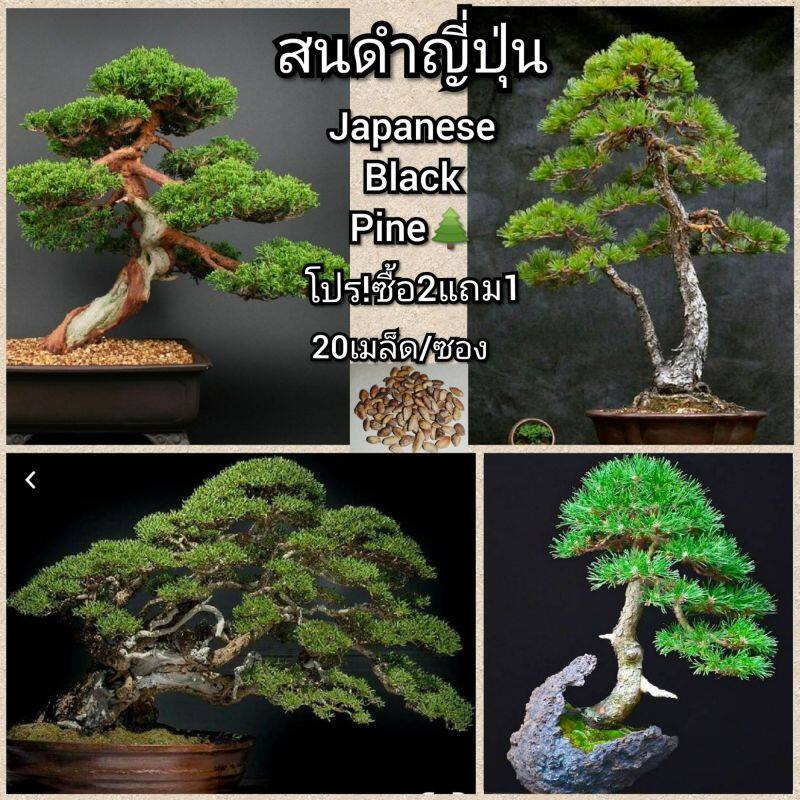 50pcs เมล็ดพันธุ์ เมล็ดพันธุ์รวม เมล็ดสนดำญี่ปุ่น Japanese Black Pine ดอกไม้ปลูก เมล็ดพันธุ์ผัก ไม้ป