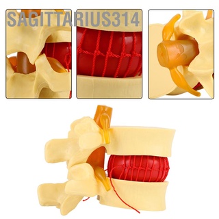 Sagittarius314 โมเดลกระดูกสันหลังมนุษย์ 1:1.5 สําหรับการเรียนรู้การแพทย์