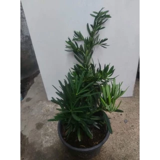 สนใบพาย หรือสนจักรพรรดิ์ ส่งแบบในภาพกระถาง5.5นิ้วต