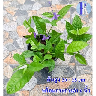 ต้นเข็มม่วง / ต้นเข็มพญาอินทรีย์พร้อมกระถางดำ 6 นิ้ว (Violet ixora flower)