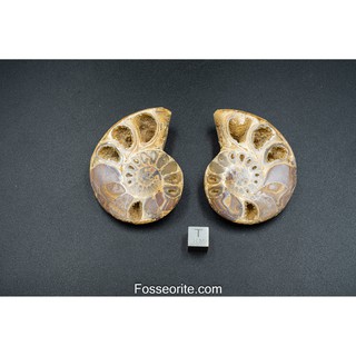 [หนัก81g+อายุกว่า 65 ล้านปี!!!] #5 ฟอสซิล หอย แอมโมไนต์ Madagascar Shell Jurassic Ammonite ของแท้