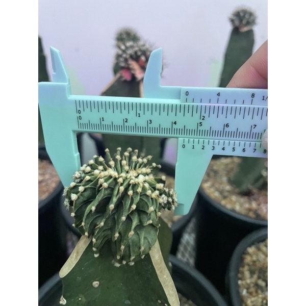 แคคตัส LB2178คริส ไม้กราฟ