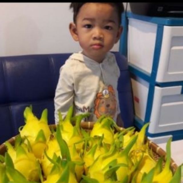 5 กิ่ง 95 บาท ต้นพันธุ์แก้วมังกรเหลือง แท้ 100% 5 กิ่ง 95 บาท