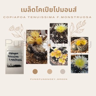 เมล็ดกระบองเพชร เมล็ดแคคตัส เมล็ด Copiapoa tenuissima f.monstruosa 10 เมล็ด