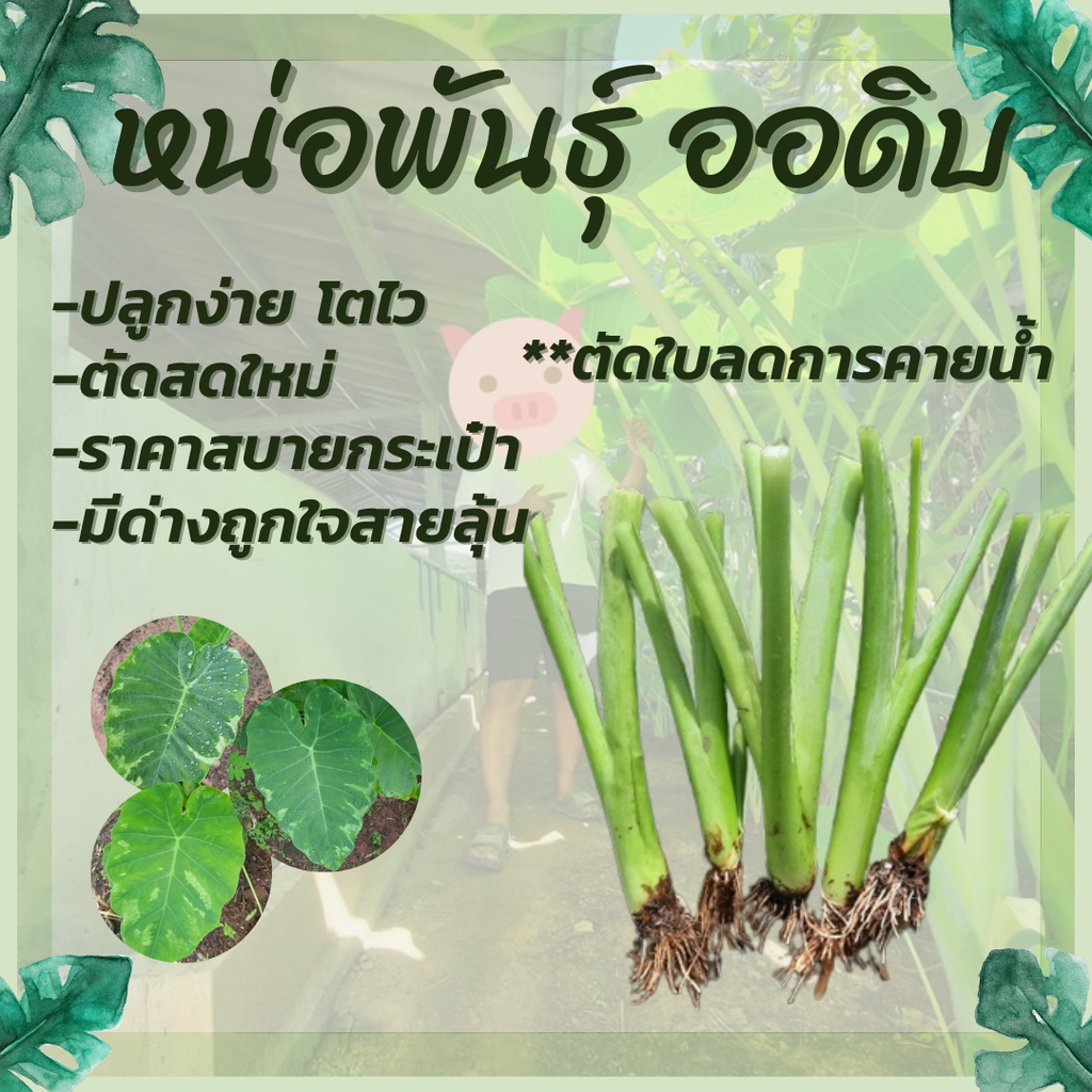 หน่อพันธุ์ ออดิบ คูณ โชน ออกดิบ Colocasia gigantea Hook.f