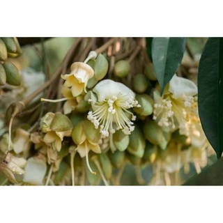 ปุ๋ยน้ำ กัปตัน บูสเตอร์สีแดง+ส้ม สูตรเข้มข้นสูง (ชุดบำรุงดอกและผล) ขนาด 1 ลิตร x 2