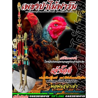 ไข่ไก่ชนพม่าสายเลือดเงินล้านราคา 5 ฟอง 480 บาท