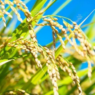 เมล็ดพันธุ์ข้าวญี่ปุ่น Japan rice seed บรรจุ 300 เมล็ดมีสินค้าพร้อมส่ง จัดส่งแบบเป็นรวงข้าวญี่ปุ่นแท้นำเข้า