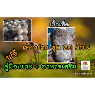 เชื้อเห็ดฟาง ชุด 20 ก้อน พร้อมอาหารเสริม และวิธีเพาะ