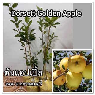 ต้นแอปเปิ้ล Dorsett Golden แอ๊บเปิ้ล