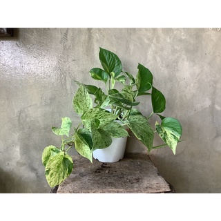 ต้นพลูราชนีหินอ่อน   ด่างสวย ลายคลาสสิค เลี้ยงง่ายชอบแสงรำไร Marble Queen (Epipremnum aureum)