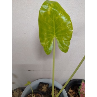 Alocasia New Guinea Gold อะโลคาเซีย บอนเพชรเจ็ดสี ก้านใบเหลืองทอง ต้นลูก-ไซส์ตั้งแม่ ส่งฟรีทั่วไทย