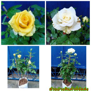 (ขาย ต้นพันธุ์) ต้น ดอก กุหลาบ rose สีเหลือง และ สีขาว เบนซ์