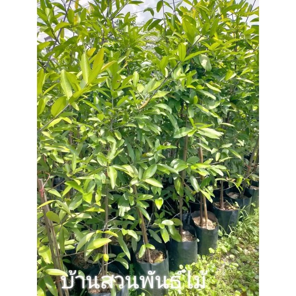 ต้นมะดัน พันธุ์เขียวมรกต ต้นทาบกิ่ง สูง 1.3-1.5 เมตร