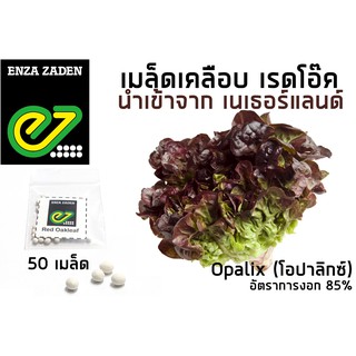 เมล็ดพันธุ์ ผักสลัด เรดโอ๊ค (แบบเคลือบ) นำเข้าจากเนเธอร์แลนด์ อัตราการงอก 85%