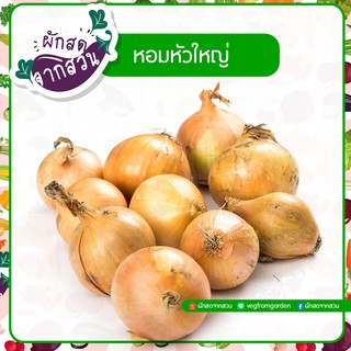 หอมหัวใหญ่ ไซส์กลาง Onion  ราคาถูก