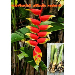 หน่อเฮลิโคเนีย รอสตราต้าheliconia rostrata สร้อยกัทลี ไม้ดอกไม้ประดับ