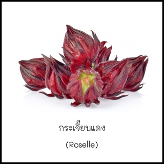 เมล็ดกระเจี๊ยบแดง (Roselle) 10 เมล็ด [10 แถม 1 คละได้]