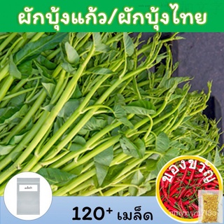 เมล็ดอวบอ้วน100%，ไทยในสต็อกพร้อมส่งจ่าย0฿โค้ดINCEL12ผักบุ้งแก้ว เมล็ดพันธุ์120+(Thai Water Spinach Seeds)เมล็ดผักบุ้งไทย